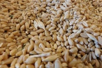 La Intersecció - Pas a pas: com cuinar l'arròs integral