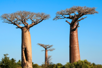 La Intersecció - Contesentit: "L'esperit del gran Baobab"