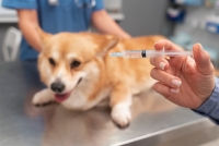 Las Mañanas - La vacunació en animals