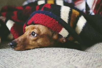 Las Mañanas - Consells per afrontar Sant Joan amb les nostres mascotes