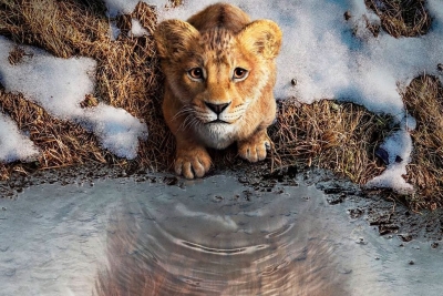 La Llanterna Màgica - "Mufasa: el rei lleó"