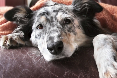 Las Mañanas - Càncer en animals