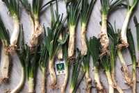 La mare dels ous - Temps de calçots