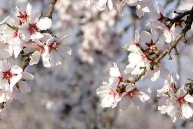 Las Mañanas - Relats i poemes de Paz Legua