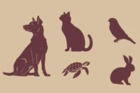 La Intersecció - Eterns: animals que no viuen a casa