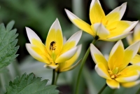 La mare dels ous - Ja tenim la primavera a sobre!