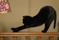 33 Un tercio RPM - Virus mentals