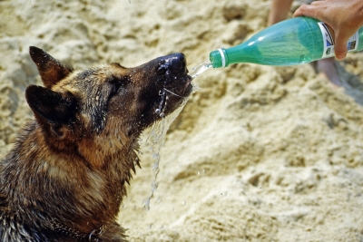 Las Mañanas - Cops de calor en animals
