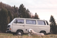 La Intersecció - Converses canines: vacances amb gossos
