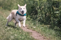 La Intersecció - Converses canines: tornada a la rutina